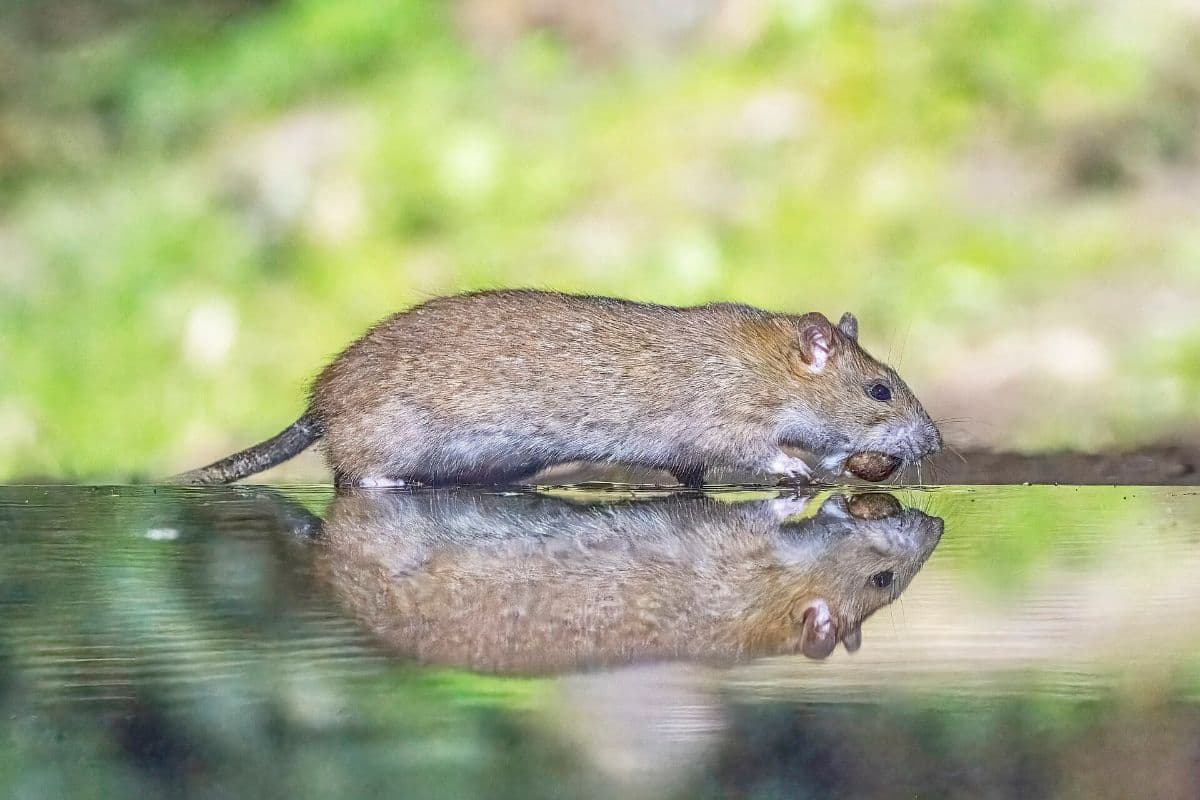 A brown rat (Rattus norvegicus) foraging outdoors