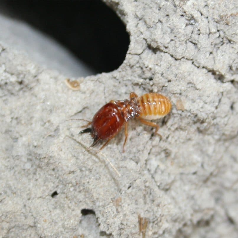 Close-up macro photo of a termite soldier on damaged wood